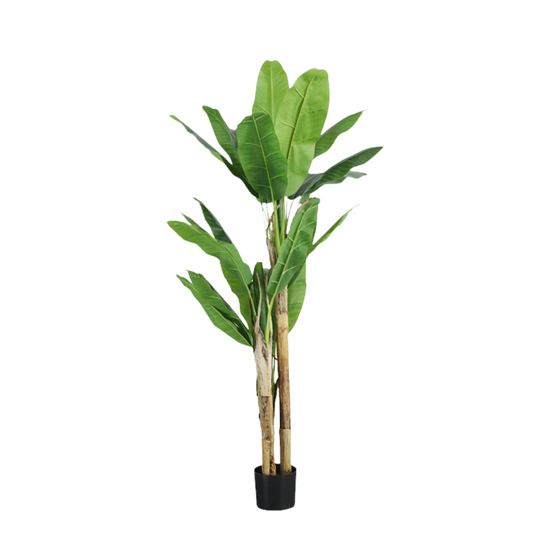 Plant 01