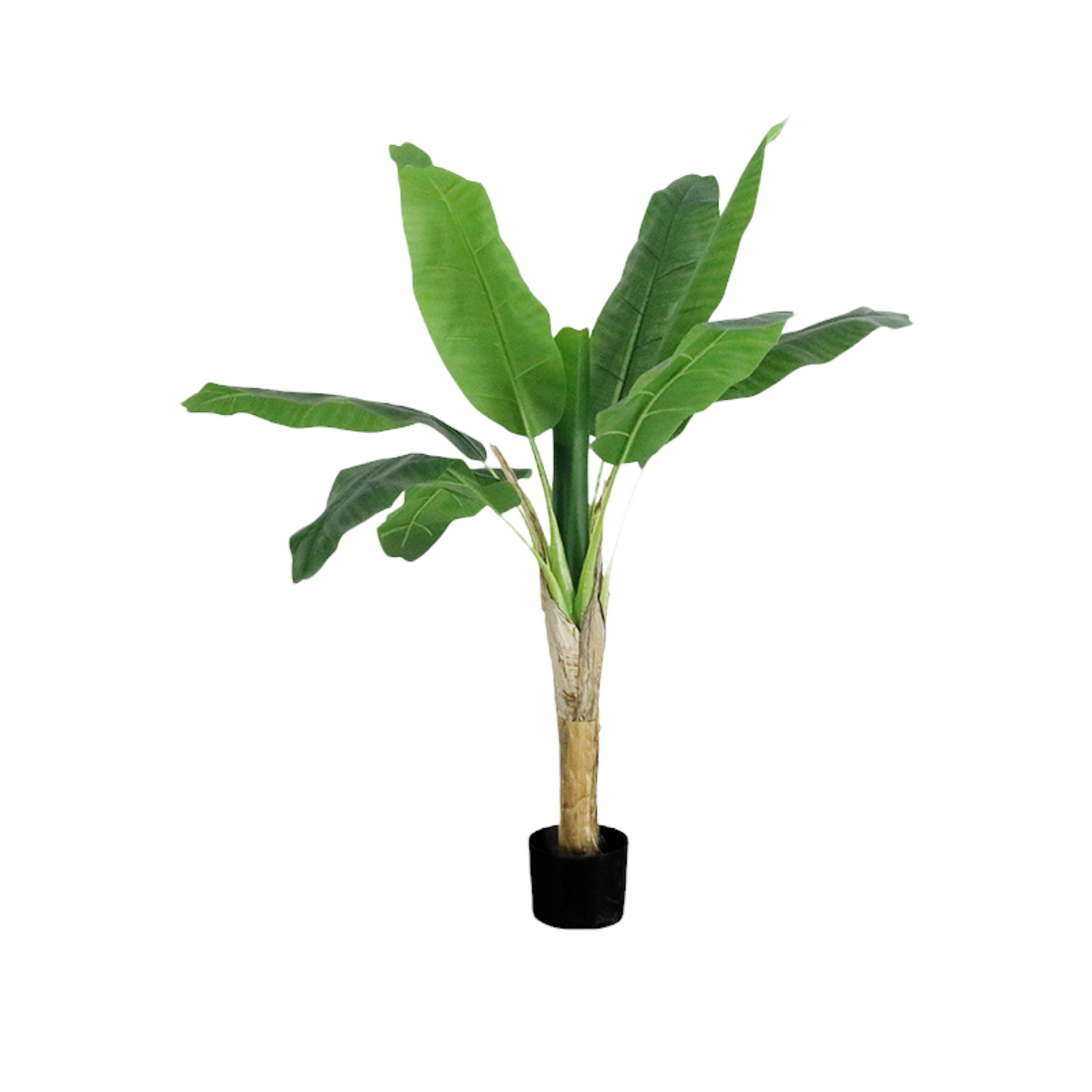 Plant 01